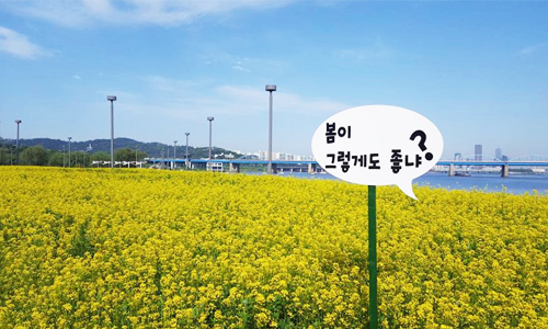 賞完櫻花之後追什麼花？跟著油菜花一起玩遍亞洲吧！ 櫻花、油菜花、亞洲、韓國、日本