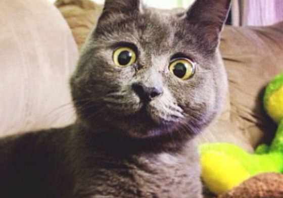 是被戰鬥民族嚇壞了嗎？驚訝臉小貓讓人超想抱緊處理 貓、驚訝、可愛、腦水腫、可憐、Kevin、俄羅斯