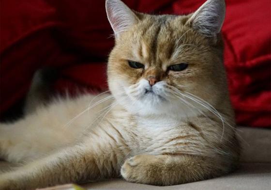 就是最討厭你了喵！永遠氣鼓鼓的傲嬌貓咪Yantar Yantar、俄羅斯、厚道、臭臉、生氣