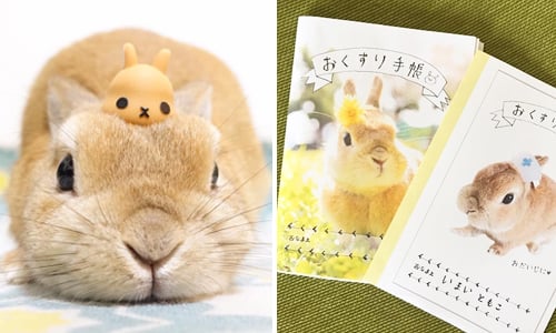 日本超萌寵物兔兔Moq到底有多可愛？居然紅到可以出週邊上通告！ pagechan1979、Moq、週邊