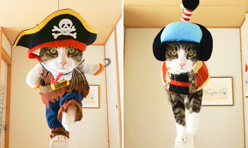 說是貓界首席模特兒也不為過 超愛cosplay的貓Mawo在這裡！ psmaaru、模特兒、走秀、cosplay