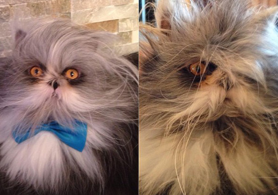 毛多就是可以想換什麼髮型就換什麼髮型！多毛症的波斯貓－Atchoum 多毛症、波斯貓、Atchoum、貓、可愛