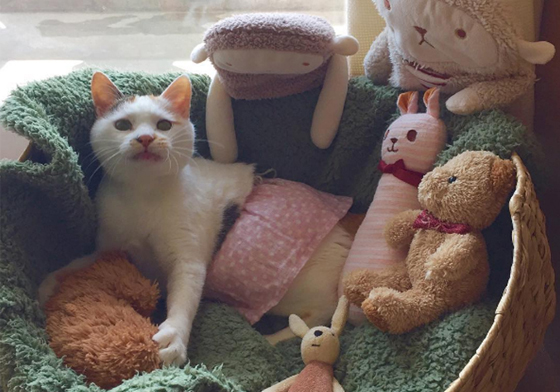 穿著可愛裙子背後的真相好催淚！日本人氣貓maruruna的療癒日常 maruruna、三花貓、貓、貓咪、萌