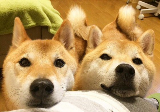 一柴歡樂、二柴不嫌多！柴犬兄弟Koro & Haru的日常生活 柴犬、koroharu_shiba、koroharu、koro、haru