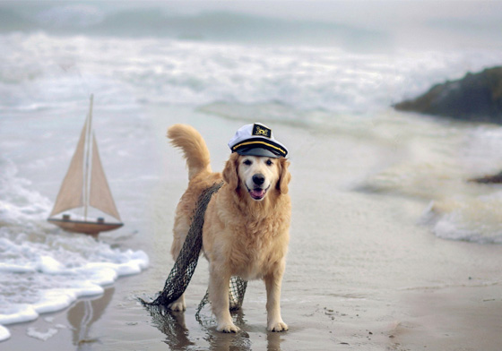帶狗寶貝去海邊玩要準備清水？帶狗狗去海邊玩要注意的二三事 狗、寵物、海邊、消暑、玩水