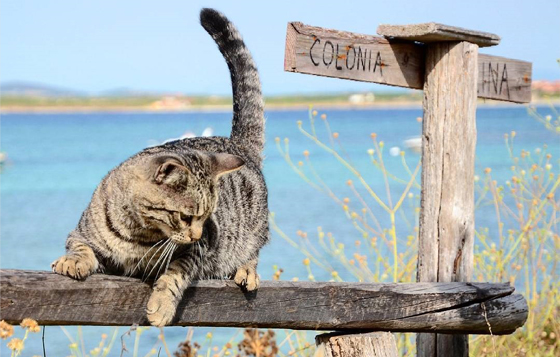 「貓海岸」聽起來也太可愛了吧！完全可以說是貓王國的義大利小鎮Su Pallosu Su Pallosu、義大利、撒丁島、貓島、貓海岸