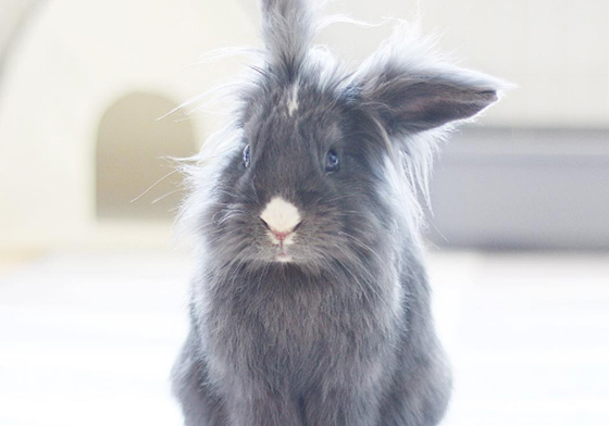 鼻子上的白點像極了驚訝的小嘴　軟萌兔兔Melvin與Bianca的有愛日常 兔子、bunny、rabbit、Melvin、Bianca