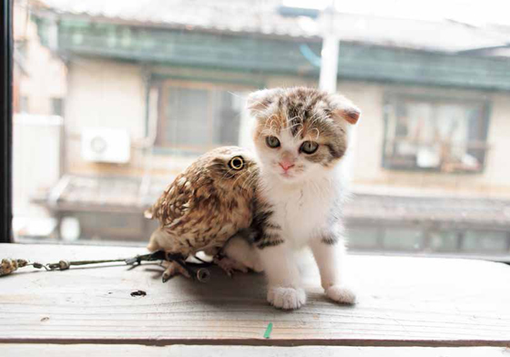 「喵鷹好朋友」勾肩搭背超溫馨！跨種族友誼之暖心攝影集 FUKU、MARIM、喵鷹好朋友、貓咪、貓頭鷹