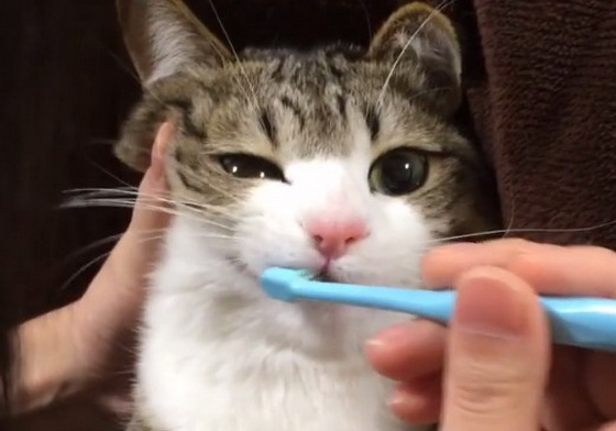 網路爆紅的可愛刷牙貓就是牠！有著粉紅鼻的Suzume君 貓、貓咪、喵星人、cat、neko