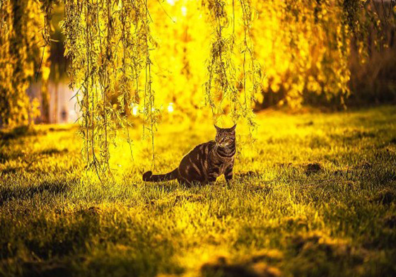 最喜歡這種懶懶的陽光了喵～沐浴在金黃色光芒的貓咪攝影輯 金色、貓咪、慵懶、曬太陽、萌、Felicity、Nero、Tommie、felicity_berkleef、可愛