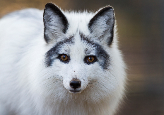 這麼美都把我的魂給勾走了！世上最美的狐狸－大理石狐狸 大理石狐狸、狐狸、皮草、美麗、哀傷