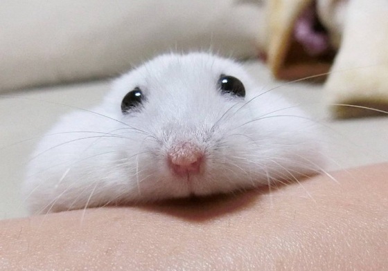 這囧臉也太療癒了吧！倉鼠Ushikichi的慵懶慢活生活 老鼠、鼠鼠、鼠、倉鼠、哈姆