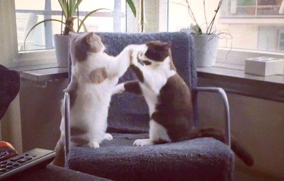 你們不累我都看得累了！超愛打拳的三胞胎貓咪日常 olle.lillebror.ferdinand、三胞胎、打拳、葉問、詠春拳、貓咪、黃阿瑪、喵星人