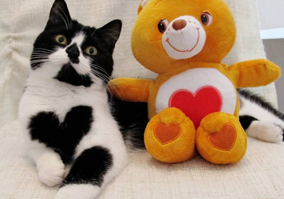 誰還能比我更愛你？胸前有個大愛心的暖心貓Zoe Zoe、Izzy、The Fluff、愛心、izzyandthefluff