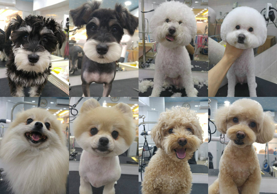 我家毛孩美容前後差這麼多！？暖男寵物美容師歐巴的傻萌狗狗對比照 狗狗、美容、修毛、造型、比熊