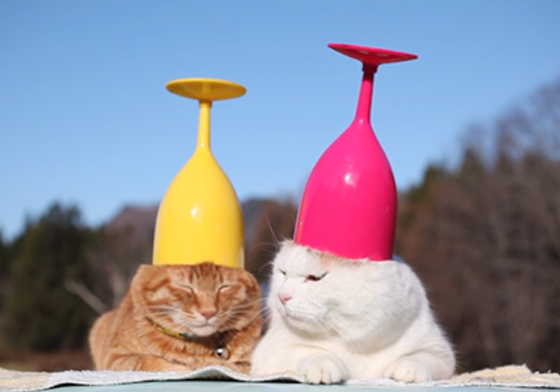 貓奴必敗～貓咪可以喝的紅酒！以後下班可以和愛貓小酌一杯了 貓奴、貓、酒、紅酒、可愛