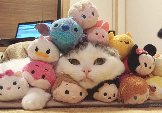 《Tsum Tsum》新角色登場？！扁得不可思議的扁頭貓兄妹檔 貓、貓咪、喵星人、黑貓、寵物