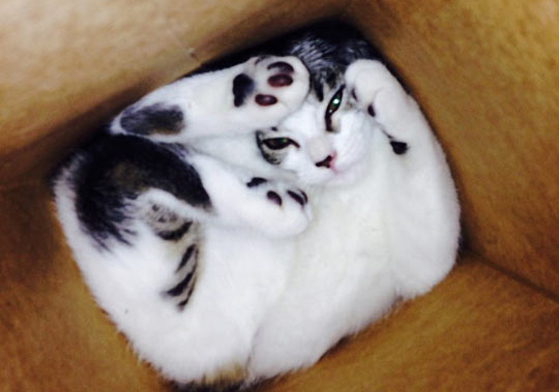 「沒有朕鑽不進去的地方！」那些低估自己身材而後悔莫及的喵星人 貓咪、調皮、可愛、萌、困住