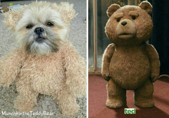 熊麻吉的真命天女就是牠？真實版Ted的耍萌日記 instagram、munchkintheteddybear、Shih Tzu、Teddy Bear Dog