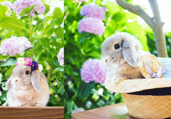 生得美又超會打扮！兔兔公主的帽子派對超夢幻 兔子、兔兔、可愛、萌、夢幻、少女、浪漫、動物、usagraph、instagram