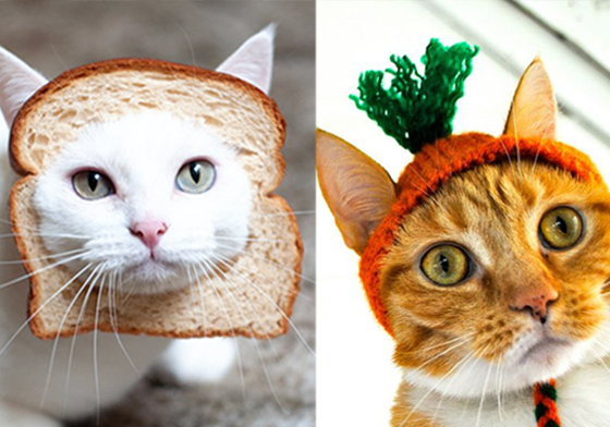 妞特企：貓咪不愛被打扮嗎？為你推薦「動動手指就能幫貓咪換衣服」的APP 貓咪、喵喵、貓奴、手遊、可愛、日系、APP、服裝