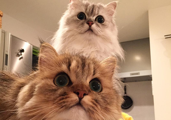 「爸比，你在叫我們嗎？」萌度飆高的貓咪兄弟檔表情超同步 可愛、貓咪、同步、表情、兄弟