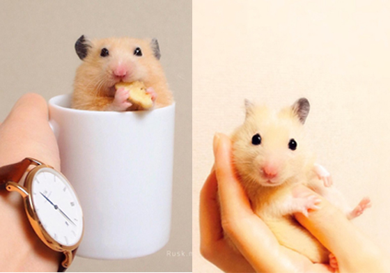 哪裡都是我的家！超軟Q倉鼠美照立馬讓你融化 倉鼠、萌、Q、美、可愛