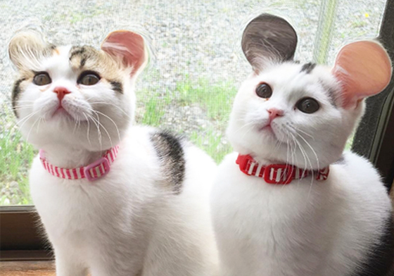 發現新品種「圓耳貓」？！揭開可愛無極限喵喵的誕生秘密 貓、喵喵、可愛、APP、相機、日本、韓國