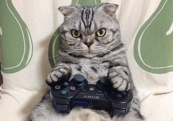 唉唷～不要那麼嚴肅嘛～always皺眉頭的大叔貓Shishi-maru 貓、貓咪、喵星人、寵物、可愛