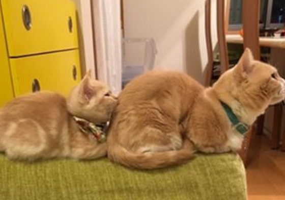 就愛跟來跟去的小萌獸！療癒19萬粉絲的短腿貓家族IG Munchkin、曼赤肯貓、曼赤肯、短腿貓、貓