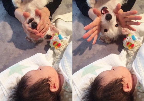 小白狗：「好棒！我當哥哥了！」人類北鼻與汪汪的溫馨成長日記 柴犬、柴柴、狗、狗狗、犬