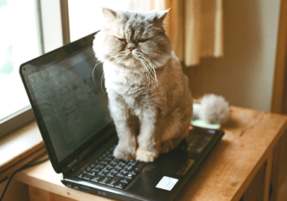 你幹嘛一直坐在鍵盤上啦！4個喵咪熱愛跟你搶筆電的原因 貓咪、貓、筆電、電腦、鍵盤