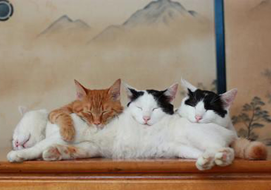 就愛躺在你現在最需要用的東西上！喵星人走到哪睡到哪的懶骨頭特輯 喵星人、貓、睡覺、懶骨頭、慵懶、可愛、東倒西歪、倉鼠