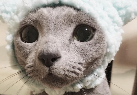 「貓系」男友大概就是這麼回事吧～可愛又時尚的藍貓Teru醬 藍貓、俄羅斯藍貓、灰色、Russian Blue、文青