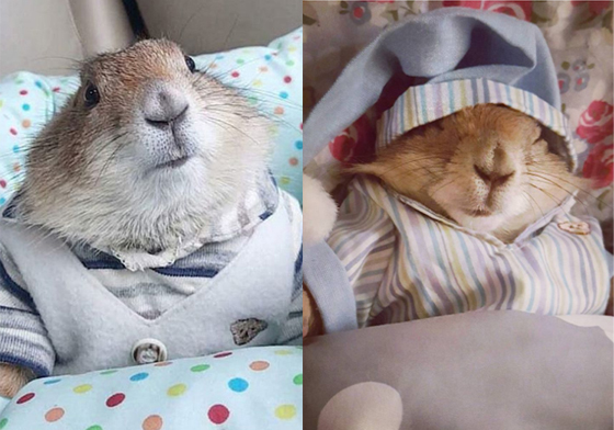 從夏威夷衫到立領風衣都難不倒牠！土撥鼠界的fashion icon—Hugo Hugo、土撥鼠、時尚、可愛、泰國、fashion icon、hugo_prairiedogs