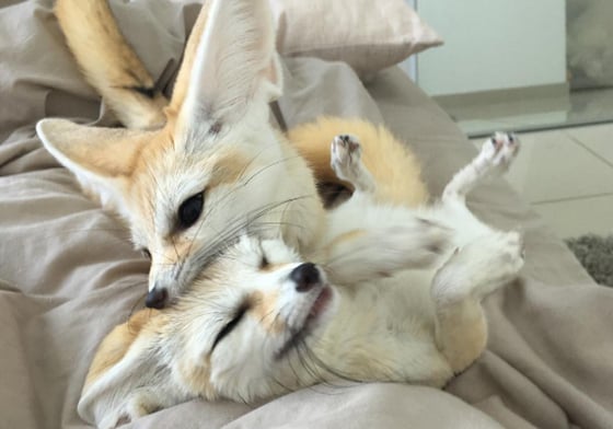 闖禍了也要一起受罰！萌萌耳廓狐Zara與Nala的有愛日常 nalaandzarafennecfox、Zara、Nala、fennec fox、耳廓狐