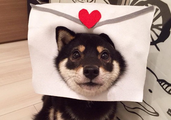 小正太「柴犬化」？！可愛到讓姐接們有戀愛港覺的黑柴柴 柴犬、柴柴、正太、小正太、戀愛