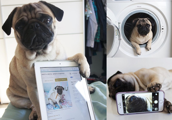 就是不讓主人好好過日子！小淘氣巴哥的煩人賣萌日記 instagram、holythepug、巴哥、犬、狗