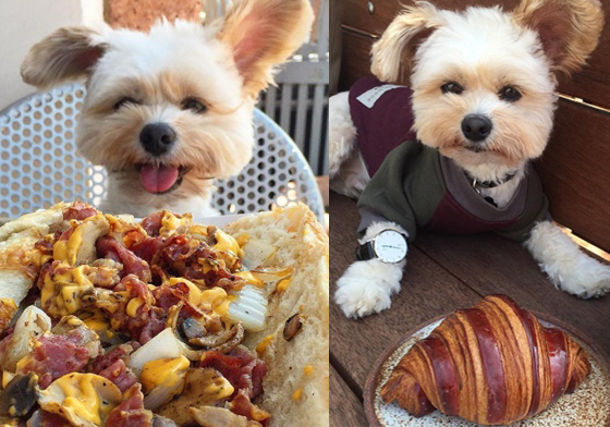 世界最可愛又貪吃的美食部落客！小狗狗Popeye帶你吃遍美國餐廳 狗狗、汪、可愛、部落客、美食