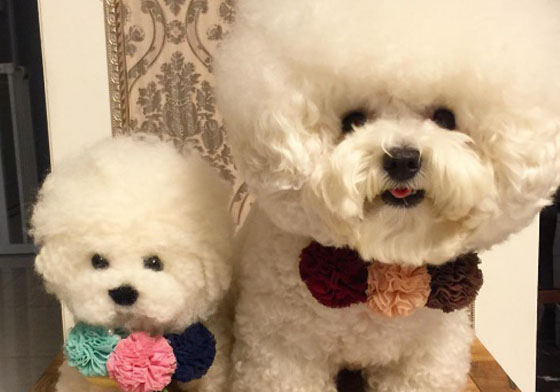 縮成一團就變成棉花球！有顆圓圓大頭的軟萌比熊Tori 比熊、棉花球、萌、圓、大頭