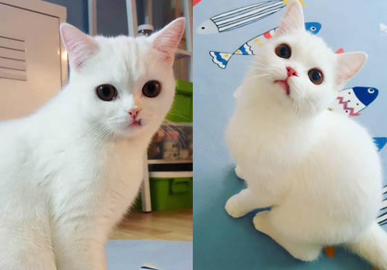讓貓奴心甘情願服侍的貓少爺！臭臉白貓主子的傲嬌特輯 instagram、miu、韓國、白貓、撇嘴