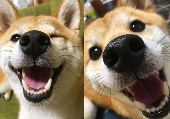 請教教我們如何笑得這麼好看～有如陽光女孩般的笑臉柴柴 柴犬、柴柴、笑臉、笑顏、笑容、照相、狗、犬、狗狗、汪星人、汪汪、寵物、可愛、寵物生活、療癒、ゆもこ、 yumohiyo、Hiyori、赤柴、拍照、ひより、柴女子、陽光少女、陽光女孩、開朗、