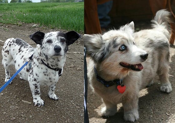 柯基的基因也太強大了！不論跟誰生都一定有短腿肥屁的混血柯基 混血、狗、拉不拉多、澳洲牧羊犬、德國牧羊犬