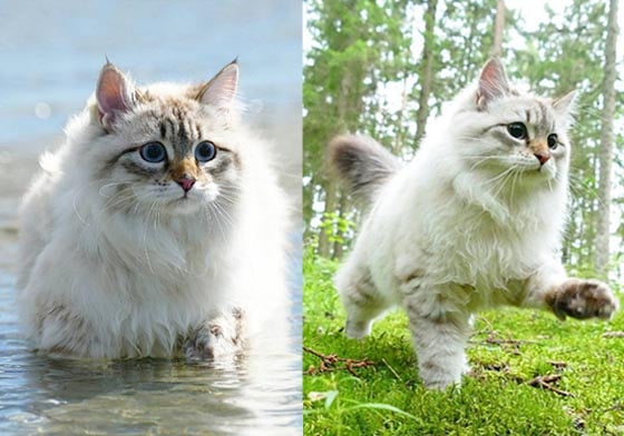 上山下水都難不倒我！「喵喵版魔法公主」的瑞典森林大冒險 貓咪、喵喵、寵物、可愛、西伯利亞貓