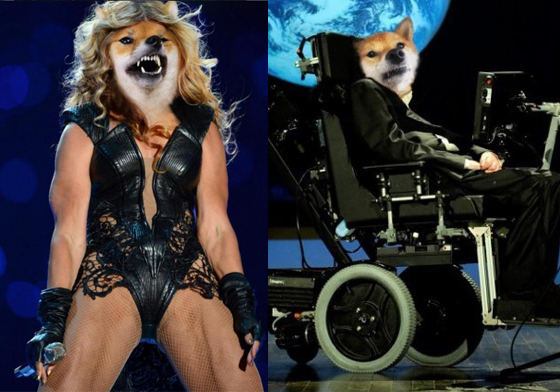 會唱歌跳舞又是物理學家！無所不能的狗界大明星－柴柴Zelda 柴犬、攝影、Olivia Lazer、Zelda、大明星