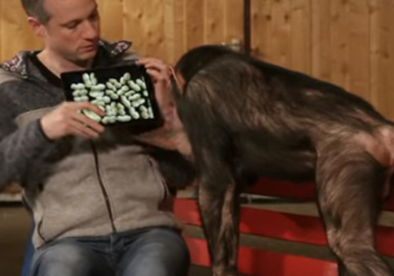 是什麼讓黑猩猩傻眼大崩潰？一起來看看「花生省魔術」吧 黑猩猩、魔術、花生、Simon Pierro