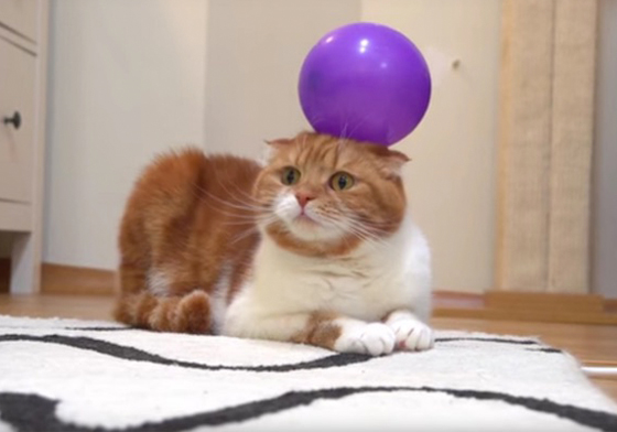 這到底是什麼鬼東西一直跟著我！貓咪vs.氣球爆笑反應特輯 貓、貓咪、喵星人、氣球、爆笑