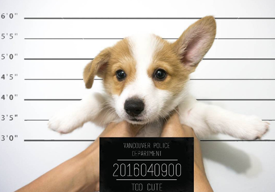 明明是柯基還學兔兔賣萌！耳朵超有戲的小柯基Mochi mochiithecorgi、instagram、mochi、もち、柯基、萌、兔子、兔兔、狗、汪星人