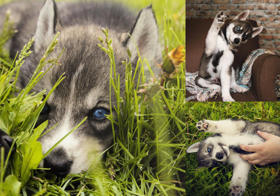 想擄獲女生就是要「靠眼神」！藍眼小哈士奇的超帥10招 instagram、thenortherndogs、rain、哈士奇、藍眼