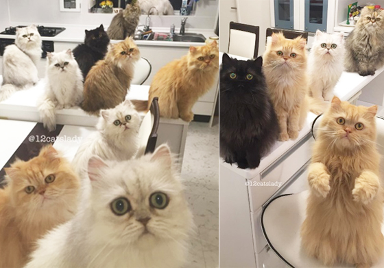 你的沙發和床都不是你的！和12隻貓當室友的真相大公開 貓、貓咪、喵喵、汪、動物